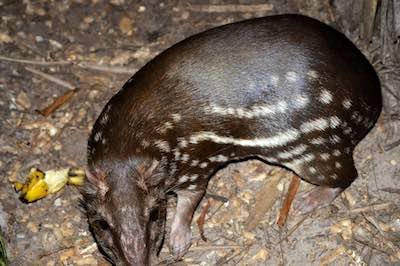 Baby tapir in Belize